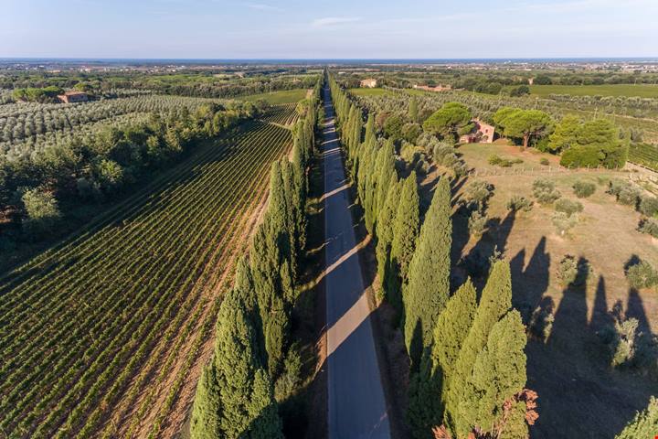 Il vino buono a regola d’arte, la formula eccellente dei Consorzi di Tutela